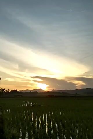 The video shows a scenic sunset over a rice field. The sun is setting behind distant hills, casting a warm golden glow across the sky. Wispy clouds are scattered across the sky, tinted with shades of yellow and orange. The rice field in the foreground is lush and green, with individual rice plants visible. The horizon is lined with trees and the silhouette of the hills. The camera is still and captures the peaceful landscape.