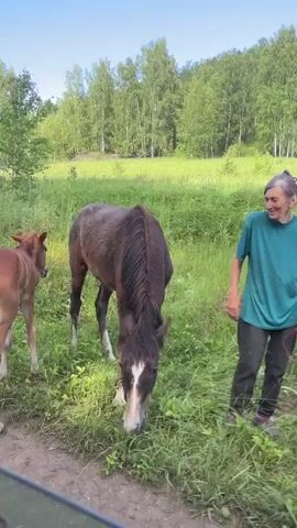 A video clip shows a brown horse with a white blaze on its face grazing in a lush green field. A smaller, reddish-brown foal stands near the horse, facing away from the camera. The foal appears to be walking or trotting on a dirt path. In the background, a dense forest of green trees stretches across a gentle slope under a clear blue sky, suggesting a sunny day. A person wearing a turquoise t-shirt and dark pants is partially visible on the right side of the frame, walking alongside the horses. The overall scene evokes a peaceful, rural atmosphere. The phrase "наши дети" which translates to "our children" is visible in the bottom left corner of the frame at 00:01.