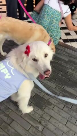 Two dogs, one white and fluffy with a red bow on its head and wearing a light blue vest with white lettering, and a golden retriever, are on leashes. The white dog is in the foreground, looking towards the camera with its tongue out and a playful expression. The golden retriever is behind it, also looking to the side with its tongue out. Both dogs appear happy.

In the background, several people are visible. One person is wearing a blue and green floral dress, and another is wearing a white shirt and dark pants. They are holding leashes, suggesting they are with the dogs. The setting appears to be outdoors on a brick pathway, possibly a street or a promenade, with buildings in the distance. The lighting suggests it is daytime.

The white dog's vest has some white lettering on it, but it is partially obscured. The golden retriever is wearing a pink collar. The overall scene conveys a cheerful and friendly atmosphere, with the dogs being the clear focus of attention. The presence of leashes and people indicates a walk or outing.