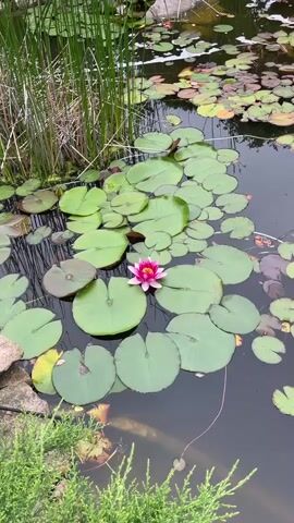 A close-up, high-angle shot pans across a pond filled with lily pads. Several pink water lilies are in bloom among the green pads. Tall grass grows on the left side of the pond, and rocks are visible in the background. The water is dark and reflects the sky.