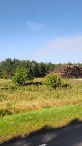 The video captures a panoramic view of a large industrial site, likely a logging or biomass processing facility, under a clear blue sky. The foreground features a grassy embankment alongside a paved road, suggesting the footage is taken from a moving vehicle. Dominating the scene are massive piles of cut trees and branches, some appearing freshly cleared and others processed into wood chips or smaller pieces.

In the mid-ground, a bright red industrial machine, possibly a chipper or loader, is visible amongst the debris piles. This machine is positioned near a towering stack of logs, hinting at ongoing operations. The background is characterized by a dense forest line, with tall green trees stretching across the horizon, contrasting with the cleared and processed material in the foreground. The overall impression is one of large-scale resource management and industrial activity in a rural or semi-rural setting.
