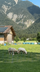 Sheep and rabbit at a mountain farm in Farchant