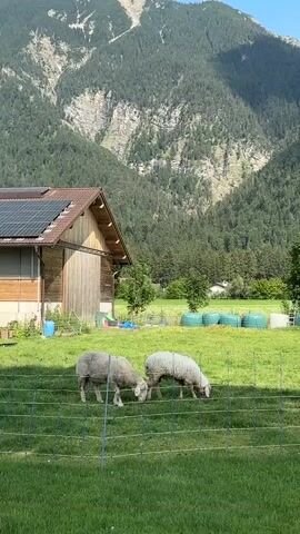 Two sheep graze in a grassy enclosure. Behind them, a wooden building with solar panels on its roof is visible. In the background, a dense pine forest covers the slopes of a large mountain under a clear blue sky. Several round hay bales wrapped in blue plastic are also visible in the middle ground.