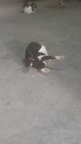 A black and white dog rolls on its back on a concrete floor. In the background, a calico cat sits on the floor.