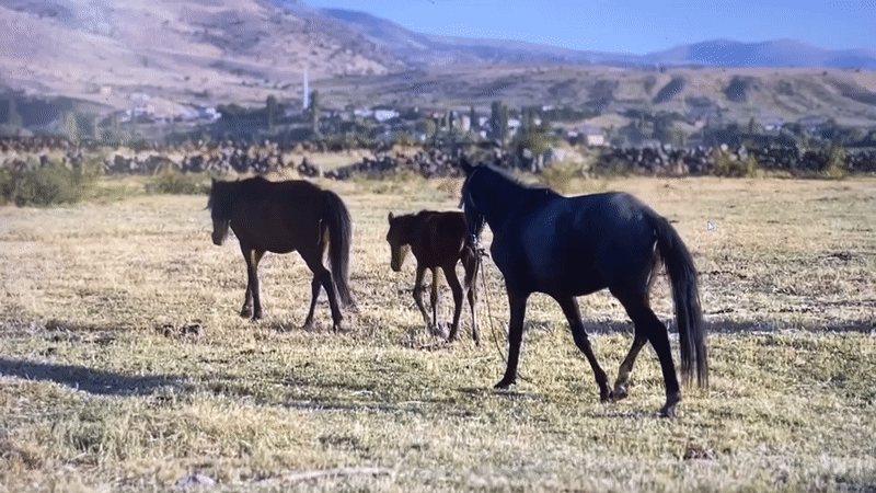 Alpine wildlife and mountain lakes across a rugged wilderness