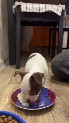 A small, white and brown puppy is eating from a patterned plate on a wooden floor. A person's leg, wearing gray pants, is visible on the right side of the frame. A blue bowl filled with dog food is in the lower left corner. A dark wooden table with a checkered cloth is in the background. The puppy is eating a white, mushy substance. A hand holding a white bottle pours white liquid, presumably milk, onto the plate near the puppy.
