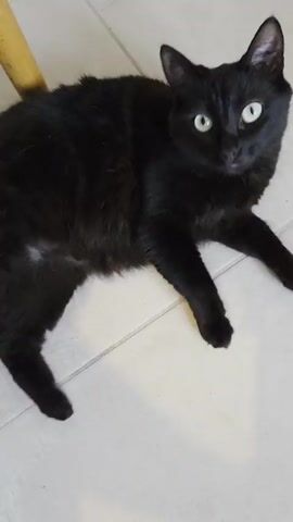 A close-up, overhead shot shows a black cat sitting on a tiled floor. The cat has large, round, light green eyes and white whiskers. A wooden chair leg is visible in the upper left corner of the frame. The cat looks up at the camera, blinks, then turns its head to the right. The audio includes a person speaking in a language other than English and what sounds like a meow.