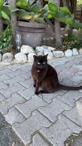 A black cat sits on a gray tiled path surrounded by various plants, including cacti. A second, striped tabby cat approaches the black cat from the left, rubs against it, and walks past it to the right. The black cat briefly turns its head to look at the tabby cat. The tabby cat turns its head back to look at the black cat before walking out of frame.
