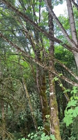 A video of a forest shows trees with moss and vines growing on them. The trees are tall and have many branches that create a dense canopy overhead. The sunlight filters through the leaves, creating dappled patterns on the forest floor. There are no people or animals visible in the video.