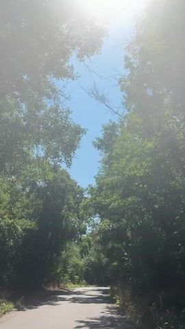 The video shows a paved road winding through a dense forest. The sun is shining brightly, and the sky is clear blue. Trees with lush green leaves line both sides of the road, forming a canopy overhead. Sunlight filters through the leaves, creating dappled shadows on the road. The camera appears to be moving forward, suggesting a drive or walk along the road. No people or other objects are visible in the frame.