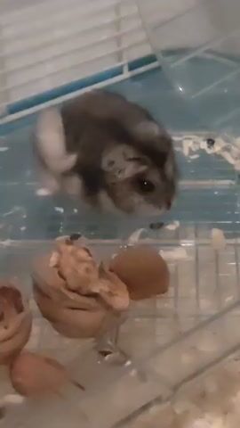 The video shows a hamster in a cage. The hamster is gray and white and is in the center of the frame. It is sitting on its hind legs and appears to be eating something. In the foreground, there are some nuts in the cage. The cage has a plastic bottom and wire sides. A clear plastic wheel is visible in the background. The lighting in the video is dim.
