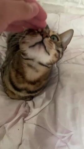 A human hand pets a tabby cat on its head and chin as it lies on a white and pink floral-patterned blanket. The cat looks up at the hand with wide green eyes. The background shows a textured white wall.