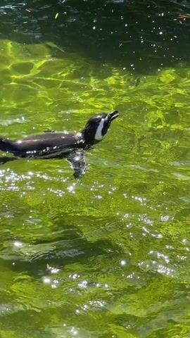 A penguin swims in green, murky water. The penguin is black and white and appears to be a Magellanic penguin, judging by the white band around its head and chest. Sunlight shimmers on the surface of the water, creating a dappled effect. The penguin is moving from left to right across the frame. The water appears to have some algae or other plant life in it, giving it a greenish hue. The scene is outdoors, likely in a zoo or wildlife park.