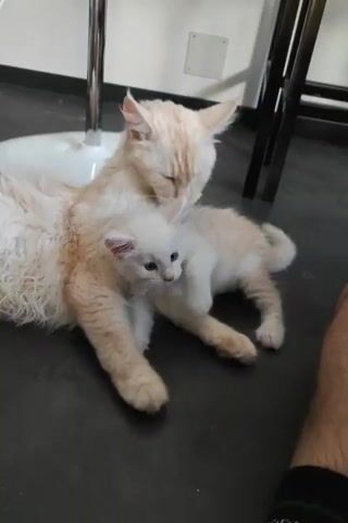 Two light-colored cats, one significantly larger than the other, are lying on a dark floor near the base of a white circular object, possibly a fan, and a metal chair leg. The larger cat has its eyes closed and appears to be grooming or nuzzling the smaller cat, which is positioned on its back. The smaller cat is looking up at the larger cat with its mouth open, and its paws are extended. In the lower right corner of the frame, a person's legs and knee are visible. The background shows a white wall with a small electrical outlet and a dark metal chair frame. The lighting suggests an indoor environment.