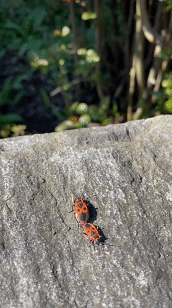 Firebugs gather for mating on stone surfaces in Hochdorf