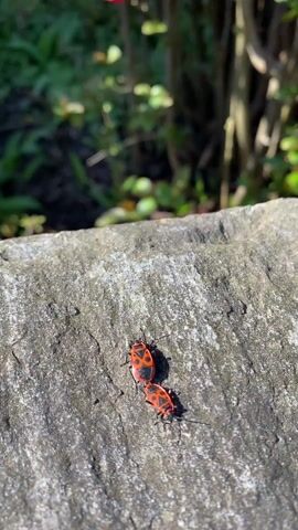 The video shows two firebugs mating on a gray stone surface. The bugs have black and orange markings. The background is out of focus, showing greenery. The stone surface is rough and textured.