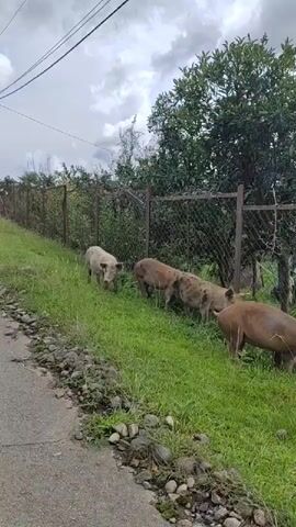 A group of four pigs are foraging in a grassy area next to a dirt road. The pigs are of various colors, including white, brown, and spotted. They are standing and grazing in the grass, with their heads down. A fence made of wire mesh and metal posts runs along the edge of the grassy area. Trees and bushes are visible behind the fence. The sky is overcast.