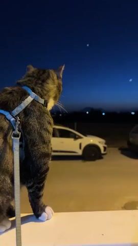 A cat wearing a blue harness stands on a ledge facing away from the camera, looking out at a night sky. The sky is dark blue with a crescent moon and two faint stars visible. Below the sky, a dark silhouette of mountains or hills can be seen, with some distant lights scattered across the landscape. In the foreground, two cars are parked on a paved surface. The car on the left is white and appears to be a station wagon. The car on the right is a light-colored SUV. The lighting suggests an urban or suburban outdoor environment at dusk or early night.
