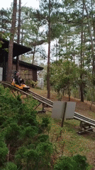 Man rides luge cart through Da Lat pine forest
