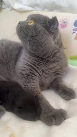 A close-up, eye-level, vertical shot shows a grey adult cat resting on a white blanket. The cat is looking up and to the left, with its head tilted. Its eyes are open and yellow. To the left of the adult cat, a small, dark-colored kitten is nestled against its body, with its head down and its eyes closed. The kitten appears to be sleeping. The background is slightly out of focus, but suggests an indoor environment with some colorful stickers or decorations on a wall or partition. The lighting is soft and even.