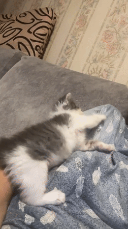 Gray and white kitten lounges belly-up on a patterned blanket