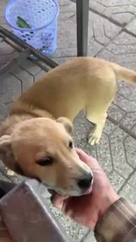 The video shows a person petting a small, light brown puppy. The puppy is standing on a tiled floor and is being held gently by the person's hand, which is wearing a plaid shirt. The puppy looks up at the person and opens its mouth slightly. A blue plastic basket is visible in the background.