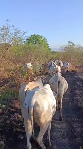 A herd of white cows walks along a dirt path lined with dry brush and trees. The sky is clear and blue, indicating daytime. The camera is positioned behind the cows, following them as they move away from the viewer. The ground is dry and dusty. The cows have visible horns and their tails swish as they walk. The overall impression is of a rural or pastoral scene.