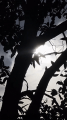 Tree canopy silhouetted against morning sky in Nha Trang