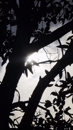 Tree canopy silhouetted against morning sky in Nha Trang
