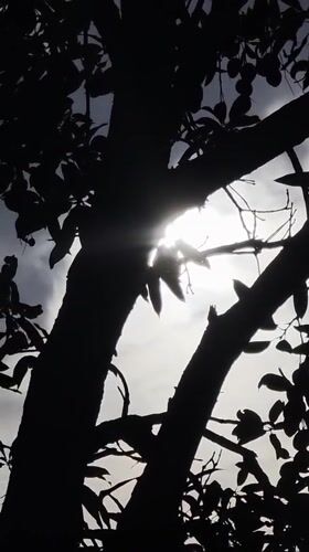 Tree canopy silhouetted against morning sky in Nha Trang