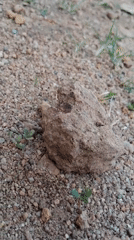 Ground-level botanical observations recorded in rocky terrain