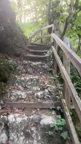 A handheld camera pans up a steep, outdoor staircase. The stairs appear to be made of wood and stone, with a wooden handrail on the right side. The staircase is surrounded by lush green foliage, suggesting it is in a forest or wooded area. The sunlight filters through the trees, creating a dappled effect. The camera then pans to the right, showing more dense greenery and a small stream or body of water at the bottom of the frame. The overall impression is of a natural, somewhat overgrown hiking trail.