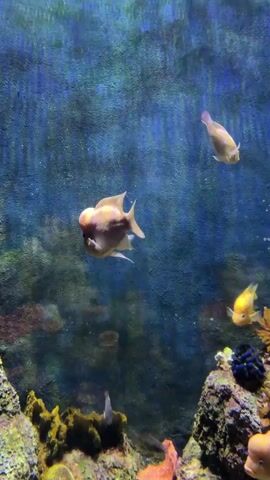The video shows an aquarium with multiple fish swimming around. The background is a textured blue, resembling a natural underwater environment. The aquarium is decorated with rocks, coral, and artificial plants. The fish are primarily a light color, with some having a slight golden hue. Some fish have distinct bumps on their heads. The fish swim freely, interacting with the decorations and each other. There is indistinct background noise.
