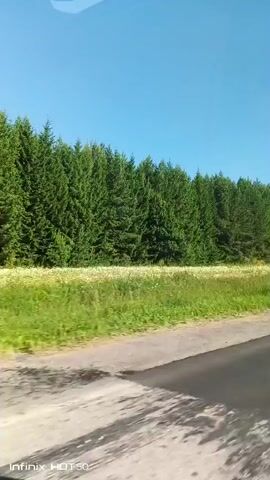 The video captures a side view of a road with a forest in the background. The road appears to be paved, with a white line marking the lane. The forest consists of dense evergreen trees. Between the road and the forest, there is a strip of green grass with small white flowers. The sky is clear and blue. The footage seems to be recorded from a moving vehicle, indicated by the slight blur and perspective. The Infinix HOT50 watermark is visible at the bottom left corner.