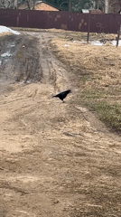 Morning moments: Woman with cat, rural birds in Razdol'e