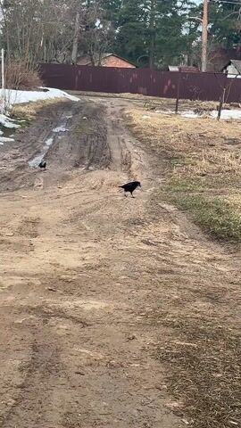 The video shows a muddy dirt road in a rural or suburban setting. Two black birds, possibly crows or ravens, are standing on the road, one near the center and one further up the road. The road is rutted with tire tracks, and there are patches of snow on the left side of the road. There is a brown fence and some houses in the background, along with trees. The birds are pecking at the ground and making cawing noises.