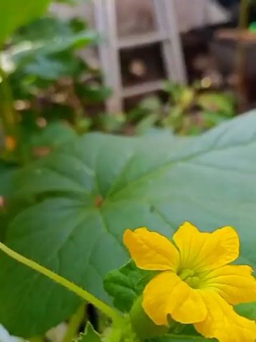 A close-up video shows a vine with green leaves and a yellow flower. The vine is growing upward, supported by a white pole. In the background, there are other plants and a cage with birds. The lighting suggests it is daytime, possibly outdoors in a garden setting.