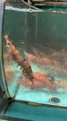 Live seafood tanks and displays at a Da Nang market