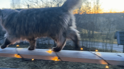 Cat walks railing during twilight in Gränsta, Sweden