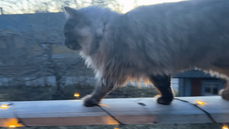 Cat walks railing during twilight in Gränsta, Sweden