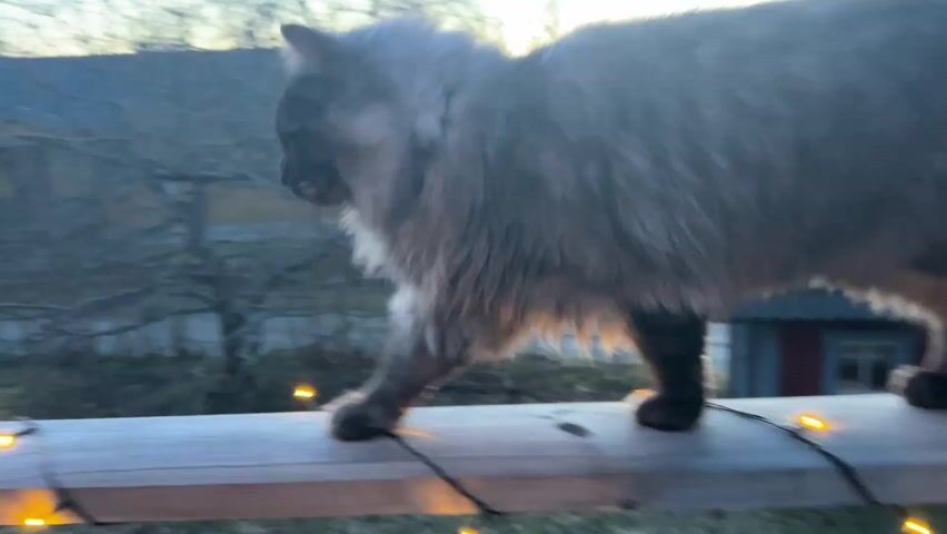 A medium shot captures a fluffy gray cat walking along a wooden railing decorated with small, warm-toned string lights. The cat is walking from left to right and eventually out of frame. The background consists of a rural landscape with bare trees, a grassy field, and buildings with dark roofs. The sky is visible as well, displaying a colorful sunset of orange and yellow hues. The overall lighting is soft and natural.