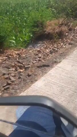 The video shows a first-person perspective of someone riding a scooter down a paved road. The road is bordered by vegetation, including dry brush and green crops. In the background, there are trees and a utility pole. The scooter's dashboard is visible, featuring a speedometer and a decorative sticker with a man's image. The camera is focused on the road ahead, with occasional glimpses of the rider's hands on the handlebars. The lighting suggests it is daytime, with shadows cast on the road from overhead foliage.