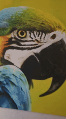Morning documentation captures macaw artwork, abstract sculpture, stone steps