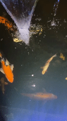 Everyday moments captured in Kalijaten: koi pond, clothing tag, interior
