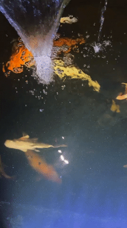 Everyday moments captured in Kalijaten: koi pond, clothing tag, interior