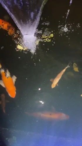 Everyday moments captured in Kalijaten: koi pond, clothing tag, interior