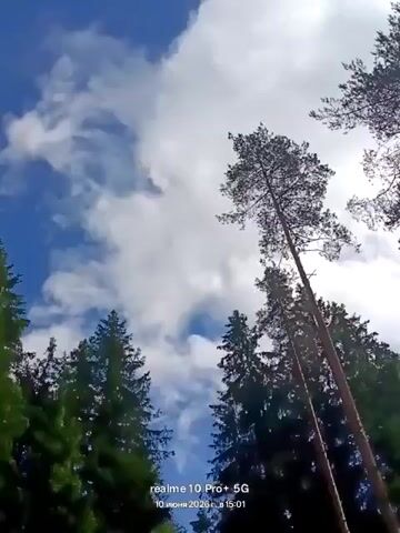 The video shows a low-angle view looking up through tall evergreen trees towards a bright, partly cloudy sky. The clouds are white and wispy, with patches of blue sky visible. The trees are dense and dark green, with some taller, more slender pine trees reaching higher than the others. The overall impression is one of a peaceful, natural scene, possibly a forest or park. A watermark in the bottom right corner indicates it was filmed with a "realme 10 Pro+ 5G" on "10 июня 2026 г." at "15:01."