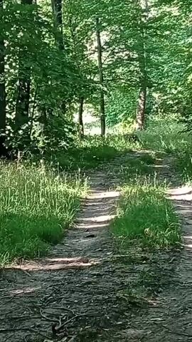 This video shows a path winding through a lush green forest. The sun is shining brightly, filtering through the dense canopy of leaves, creating dappled patterns of light and shadow on the ground. Tall trees with thick trunks dominate the scene, their branches laden with vibrant green foliage. The path itself is a mixture of dirt and fallen leaves, appearing well-trodden, suggesting it's a popular route. Tall grasses and wild plants line the edges of the path, adding to the natural beauty of the setting. The overall impression is one of a serene and tranquil forest environment, likely in the daytime given the bright sunlight. There is no visible text in the video.