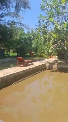 The video shows an outdoor scene with a murky pond in the foreground. A concrete walkway runs along the edge of the pond, with a lounge chair positioned on it. In the background, there is a small wooden gazebo with a tiled roof, surrounded by trees and vegetation. The sky is clear and blue, suggesting a sunny day. The camera pans slowly from left to right, capturing different aspects of the environment.
