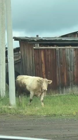 A black cow grazes in a grassy area near a dirt road. To the right of the black cow, a light-colored bull stands facing the camera. The bull has mud splattered on its body. In the background, a weathered wooden structure with a tin roof stands behind the animals. A utility pole is visible to the left of the frame. The sky is overcast.